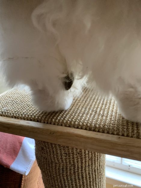 How to Safely Remove Poop and Diarrhea from Your Cat’s Fur