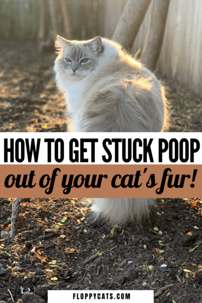 How to Safely Remove Poop and Diarrhea from Your Cat’s Fur