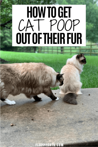 How to Safely Remove Poop and Diarrhea from Your Cat’s Fur