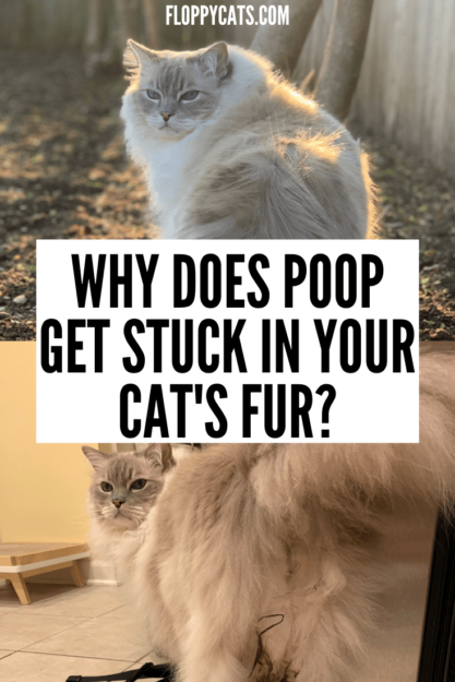 How to Safely Remove Poop and Diarrhea from Your Cat’s Fur