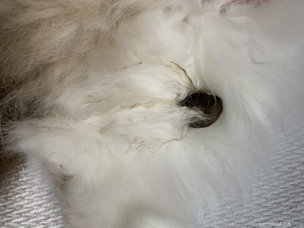 How to Safely Remove Poop and Diarrhea from Your Cat’s Fur