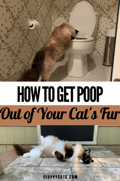 How to Safely Remove Poop and Diarrhea from Your Cat’s Fur