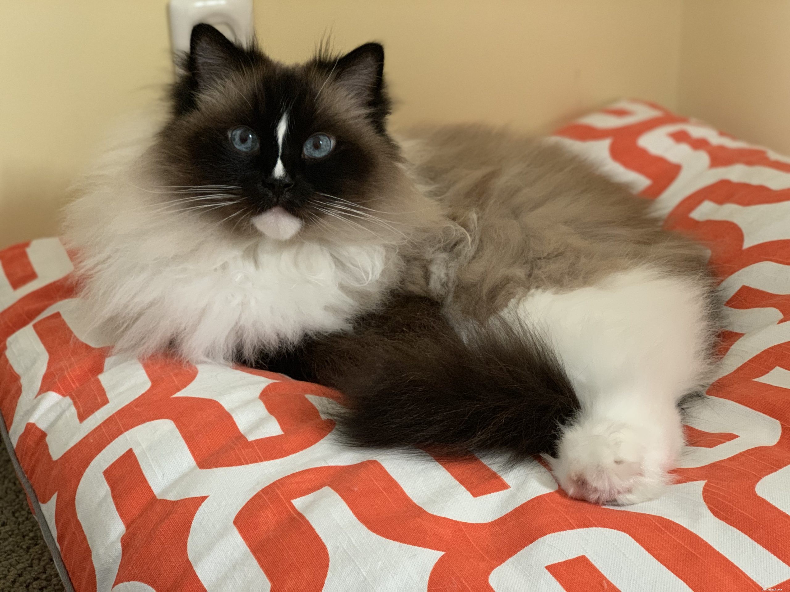 Secure Your Cat: Expert Guide to Cat-Proof Window Screens