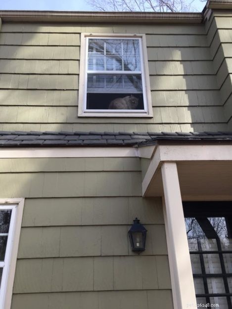 Secure Your Cat: Expert Guide to Cat-Proof Window Screens
