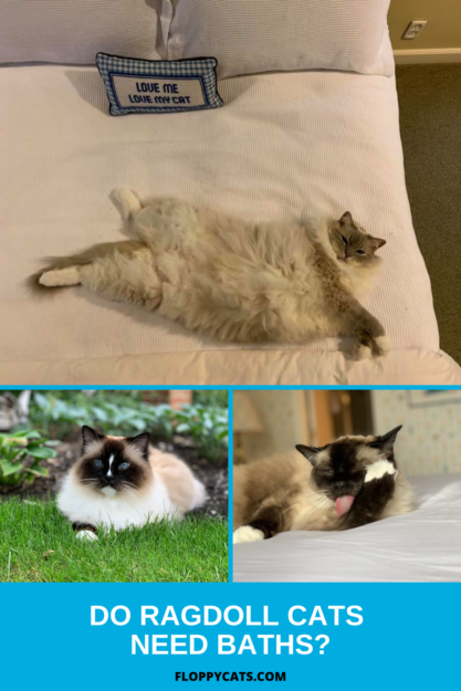 Do Ragdoll Cats Need Baths? Expert Guidance on Grooming & Health