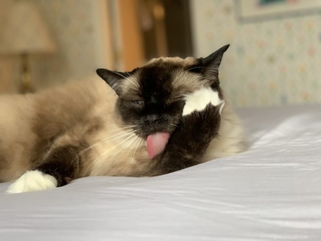 Do Ragdoll Cats Need Baths? Expert Guidance on Grooming & Health