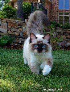Meet Bradley: The Charming Ragdoll Featured This Week