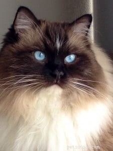 Meet Bradley: The Charming Ragdoll Featured This Week