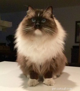 Meet Bradley: The Charming Ragdoll Featured This Week