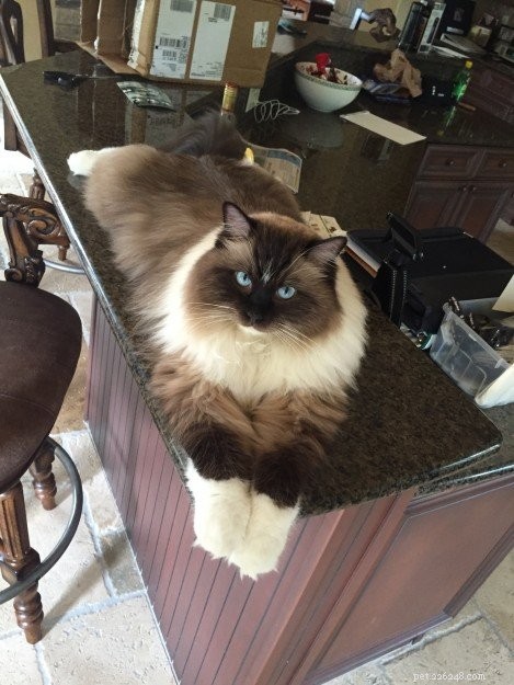 Meet Bradley: The Charming Ragdoll Featured This Week