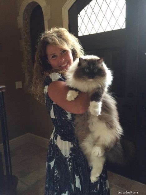 Meet Bradley: The Charming Ragdoll Featured This Week