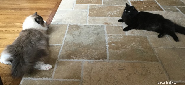 Meet Bradley: The Charming Ragdoll Featured This Week