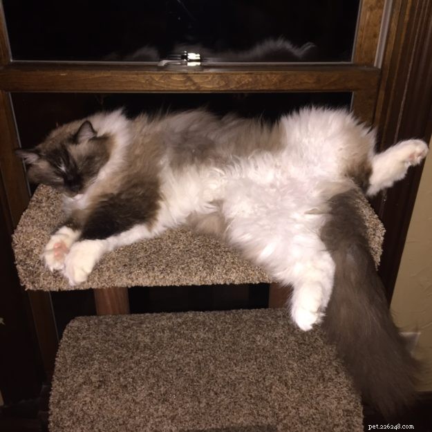 Meet Bradley: The Charming Ragdoll Featured This Week