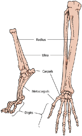 Understanding Your Cat’s Anatomy: A Guide for Owners