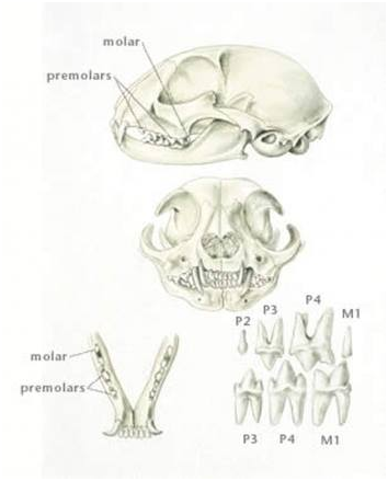 Understanding Your Cat’s Anatomy: A Guide for Owners