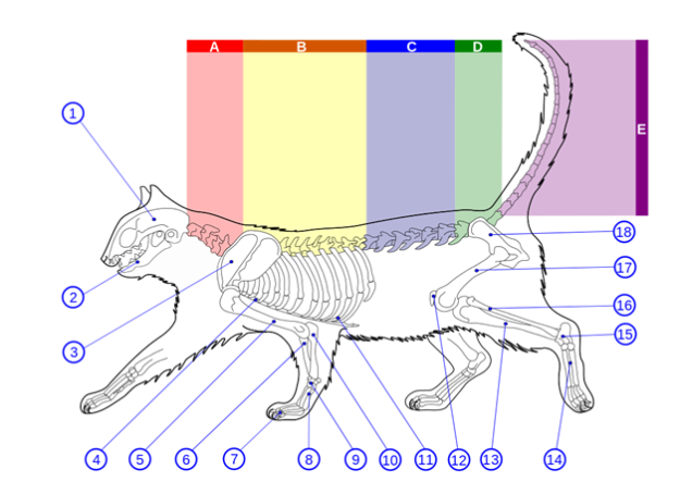 Understanding Your Cat’s Anatomy: A Guide for Owners