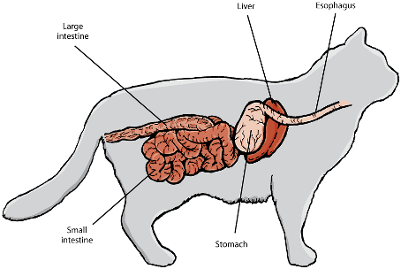 Understanding Your Cat’s Anatomy: A Guide for Owners