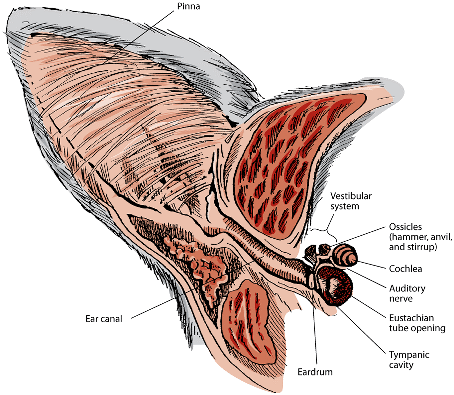 Understanding Your Cat’s Anatomy: A Guide for Owners