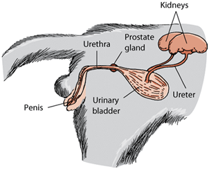 Understanding Your Cat’s Anatomy: A Guide for Owners