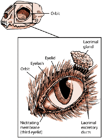 Understanding Your Cat’s Anatomy: A Guide for Owners