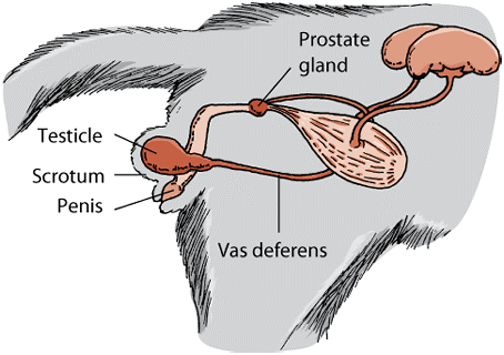 Understanding Your Cat’s Anatomy: A Guide for Owners