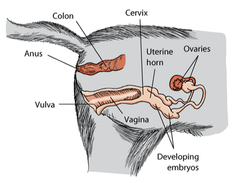 Understanding Your Cat’s Anatomy: A Guide for Owners