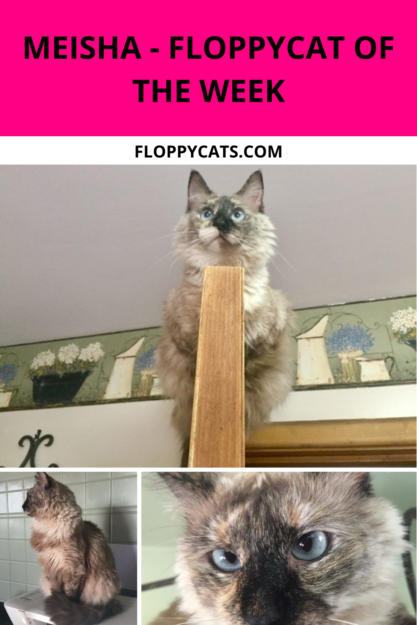 Meet Meisha: The Heartwarming Tale of a Blue‑Eyed Ragdoll Cat