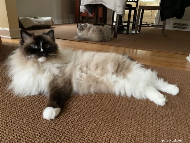 Top 9 Healthiest Cat Treats Your Kitty Will Love