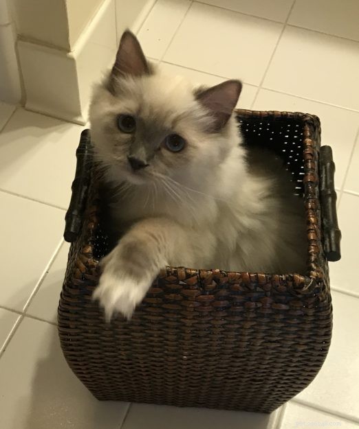 Bluestar: The Charming Ragdoll Featured This Week
