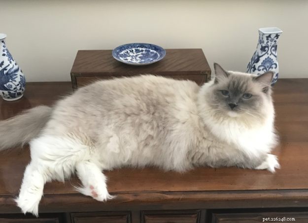 Bluestar: The Charming Ragdoll Featured This Week