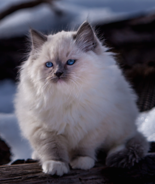 Bluestar: The Charming Ragdoll Featured This Week