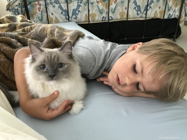 Bluestar: The Charming Ragdoll Featured This Week