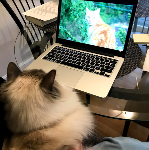 Bluestar: The Charming Ragdoll Featured This Week