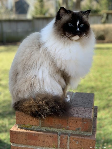 How Long Do Ragdoll Cats Live? Typical Lifespan & Tips for Longevity