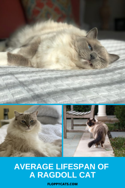 How Long Do Ragdoll Cats Live? Typical Lifespan & Tips for Longevity