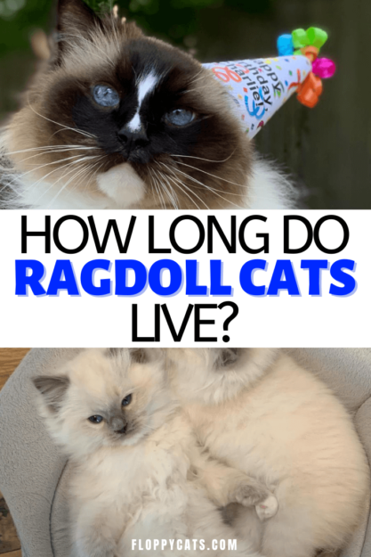 How Long Do Ragdoll Cats Live? Typical Lifespan & Tips for Longevity