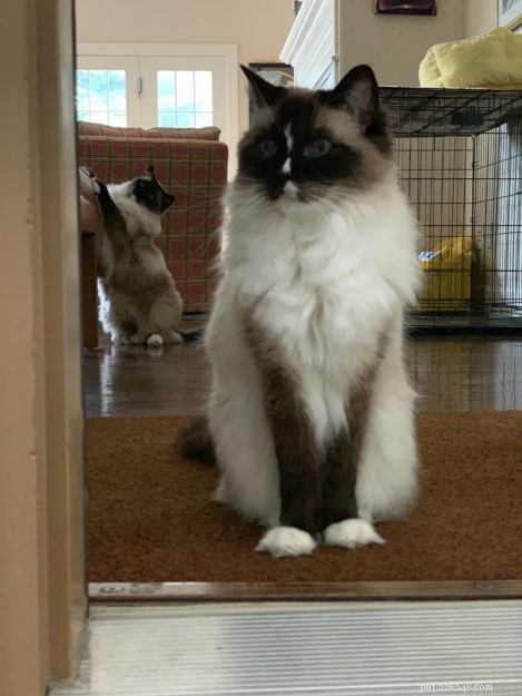How Long Do Ragdoll Cats Live? Typical Lifespan & Tips for Longevity