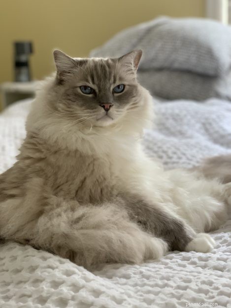How Long Do Ragdoll Cats Live? Typical Lifespan & Tips for Longevity