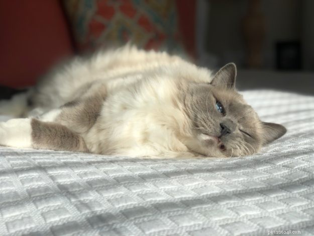 How Long Do Ragdoll Cats Live? Typical Lifespan & Tips for Longevity