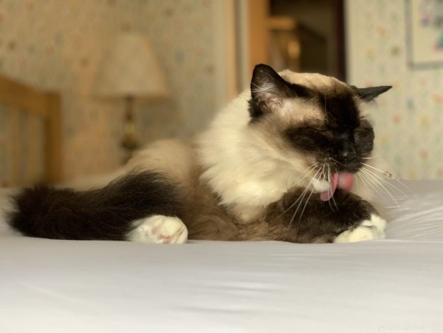 How Long Do Ragdoll Cats Live? Typical Lifespan & Tips for Longevity