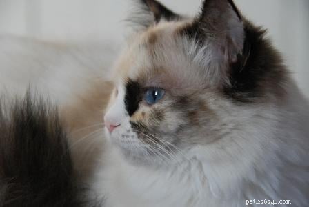 Tortie Ragdoll Cats: Understanding Calico Patterns and White Spots
