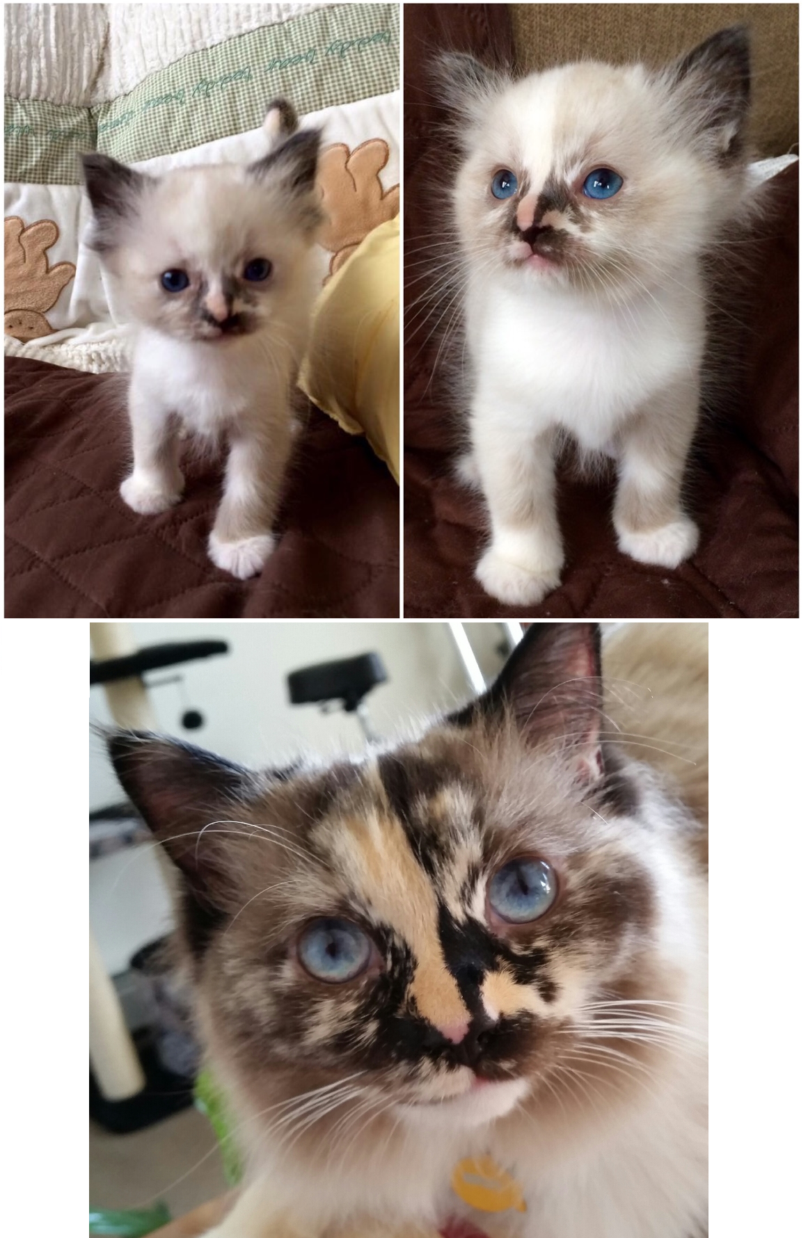 Tortie Ragdoll Cats: Understanding Calico Patterns and White Spots