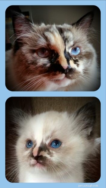 Tortie Ragdoll Cats: Understanding Calico Patterns and White Spots