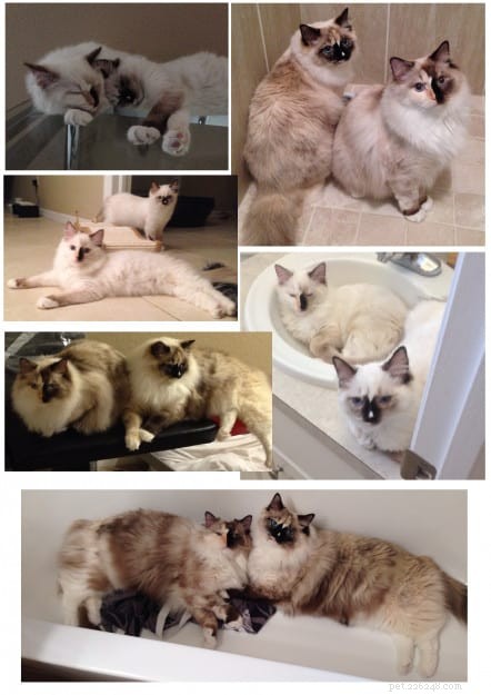 Tortie Ragdoll Cats: Understanding Calico Patterns and White Spots