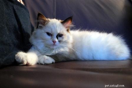 Tortie Ragdoll Cats: Understanding Calico Patterns and White Spots