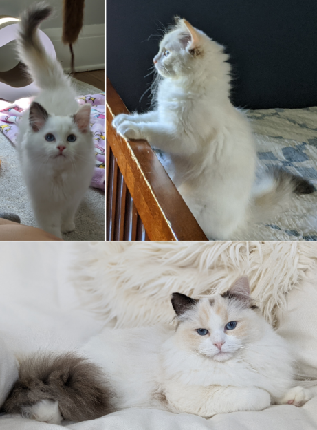Tortie Ragdoll Cats: Understanding Calico Patterns and White Spots
