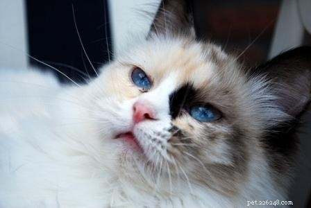 Tortie Ragdoll Cats: Understanding Calico Patterns and White Spots