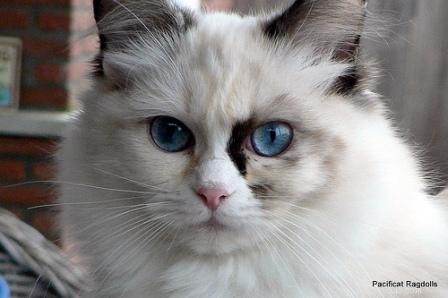 Tortie Ragdoll Cats: Understanding Calico Patterns and White Spots