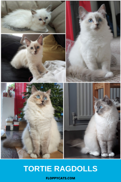 Tortie Ragdoll Cats: Understanding Calico Patterns and White Spots