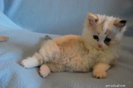 Tortie Ragdoll Cats: Understanding Calico Patterns and White Spots